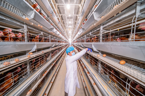 pg电子游戏模拟器在线试玩网站:孝义市多才岭村：特征饲养助力村庄复兴